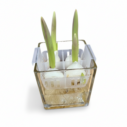 Transparenter Hydrokultur-Tulpen-Topf